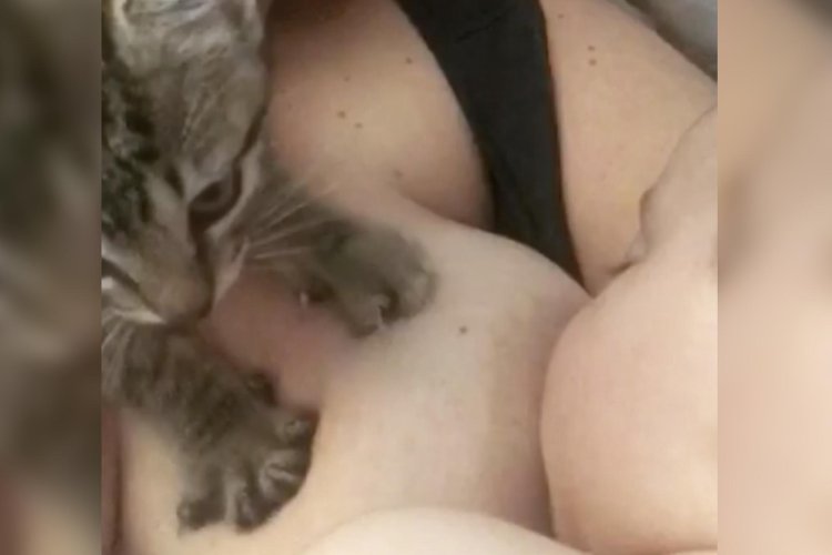 Cat with boobs
