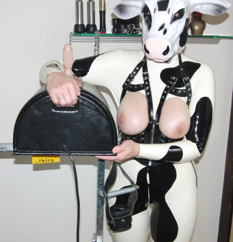 Dairy cow