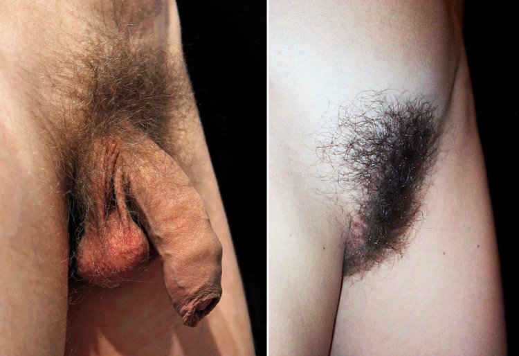 Hairy male genital organ
