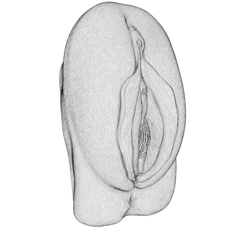 Vagina schematic drawing
