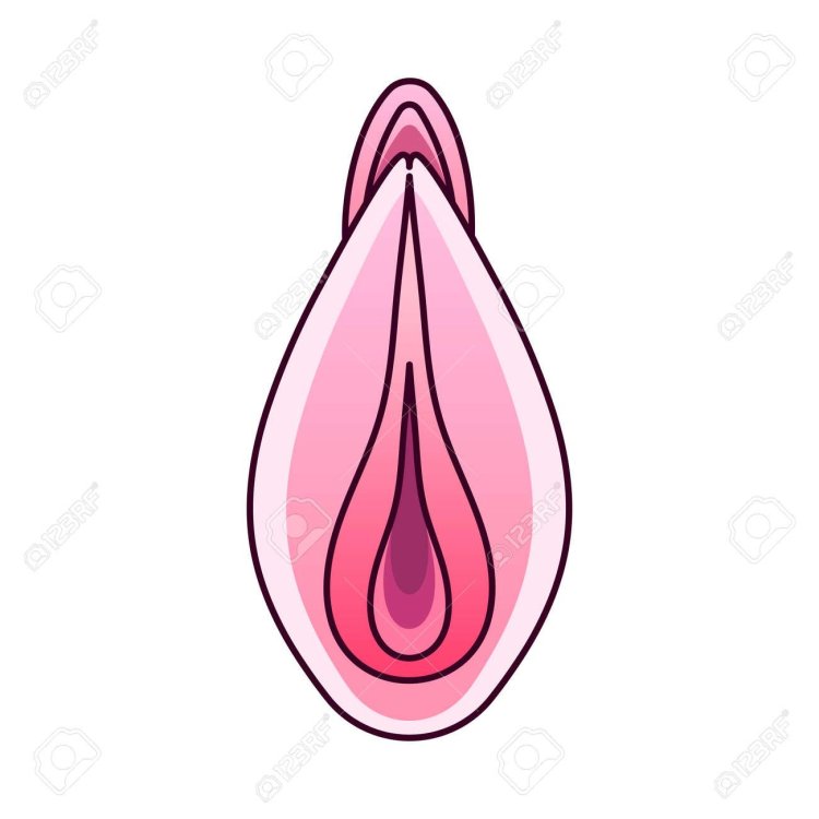 Stylized images of the vagina
