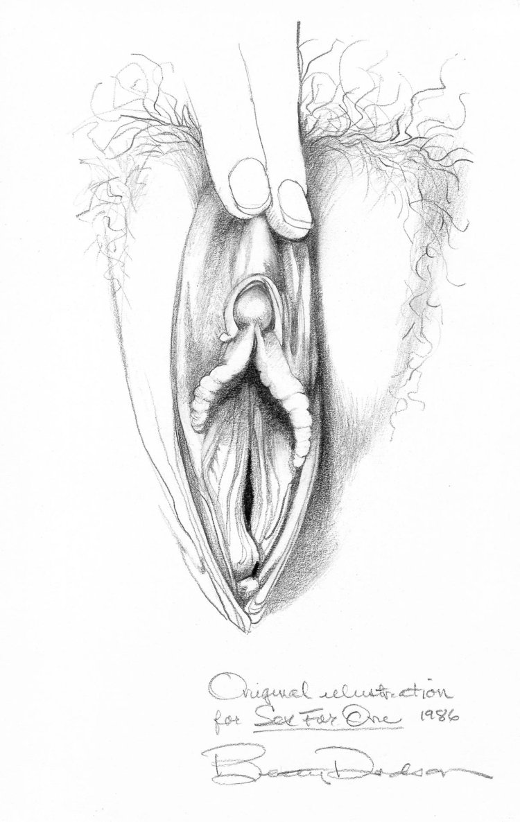 Drawings of female genitals