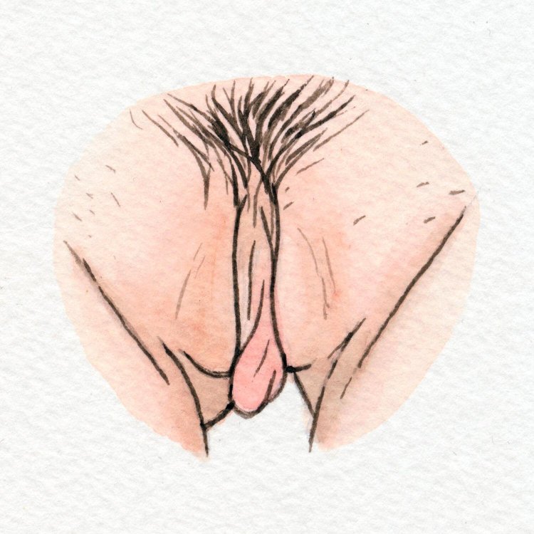 Vagina drawings