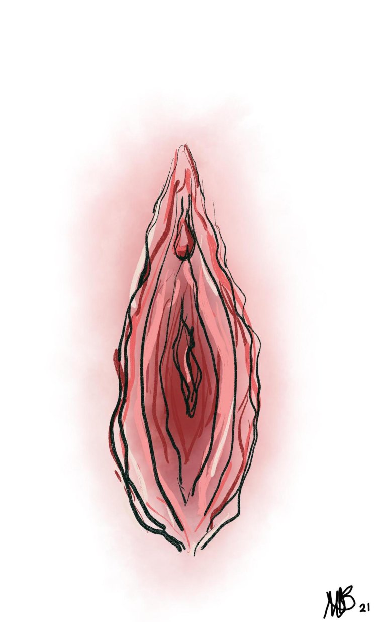 Vulva drawing