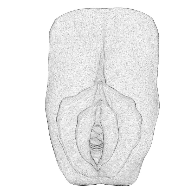 Drawing of a female vagina