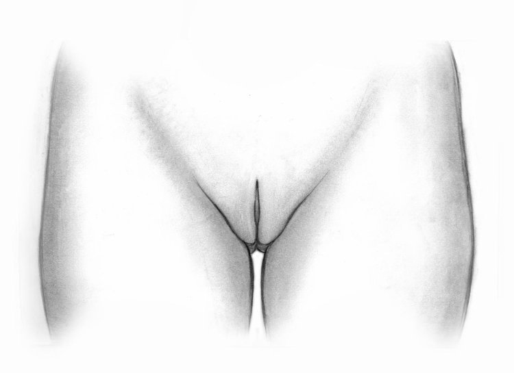 Drawing the genitals