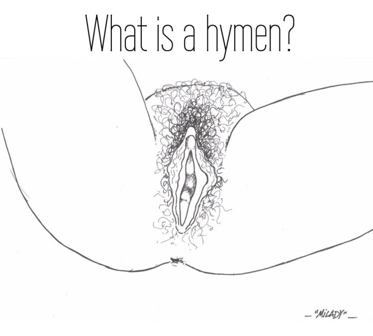 Vulva anatomy