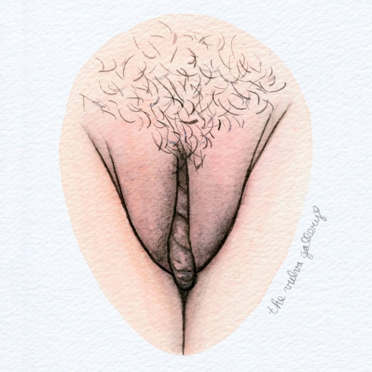 Drawings of female genitals