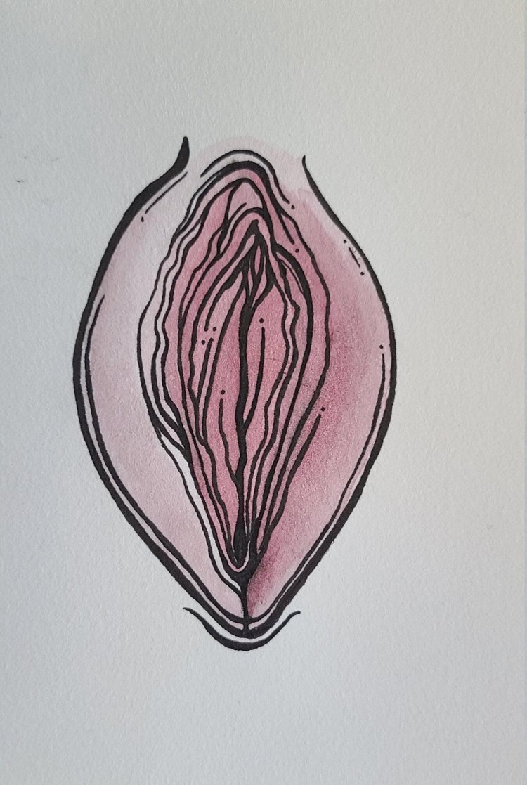 Vulva drawing