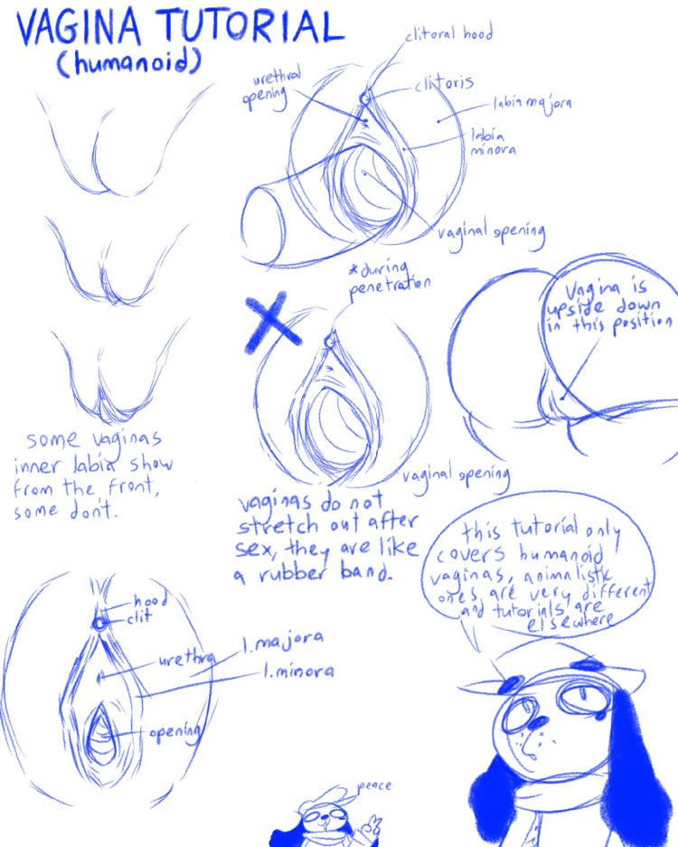 Vagina tutorial on drawing