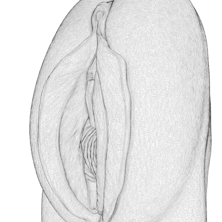 Vagina schematic drawing