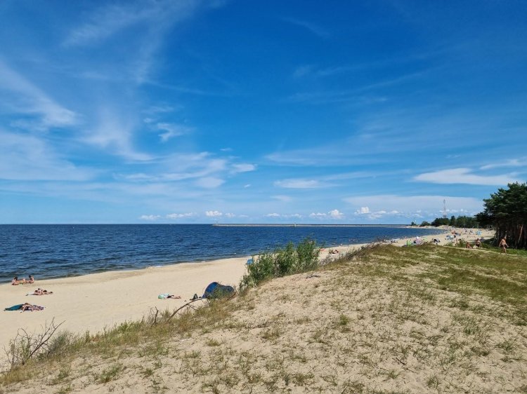 Beach in pine forest