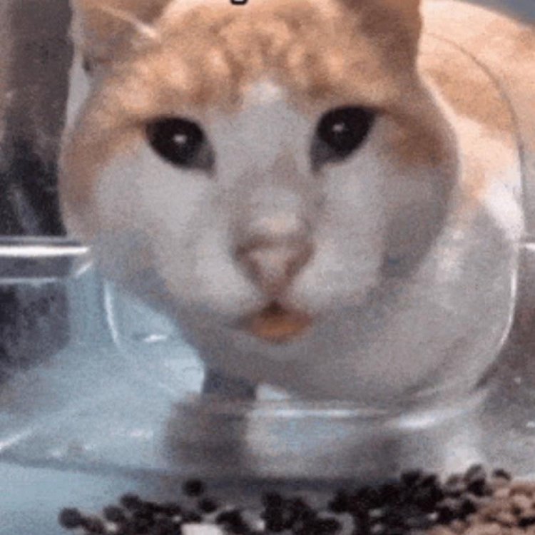 Cat meme gif
