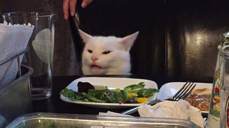 Cat at the table