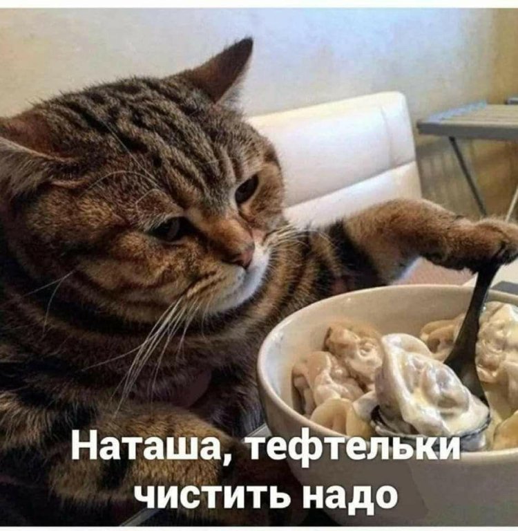 Cat Kirill