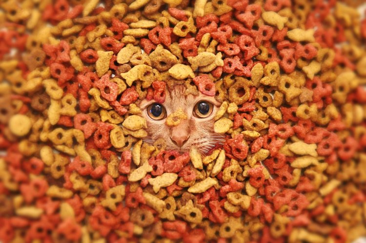 Cat food
