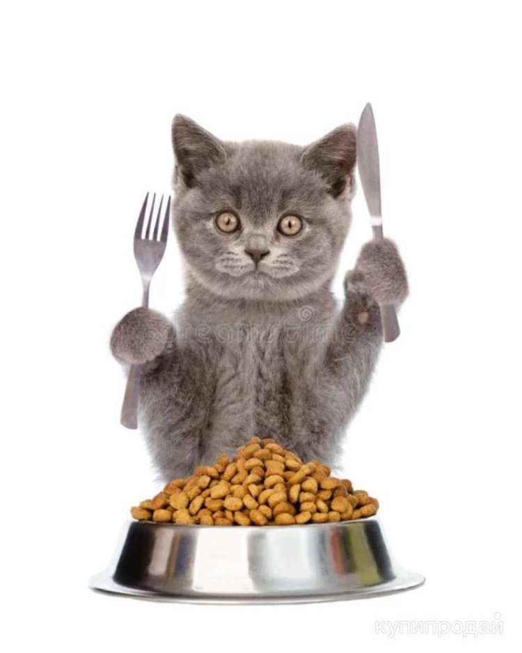 Cat food
