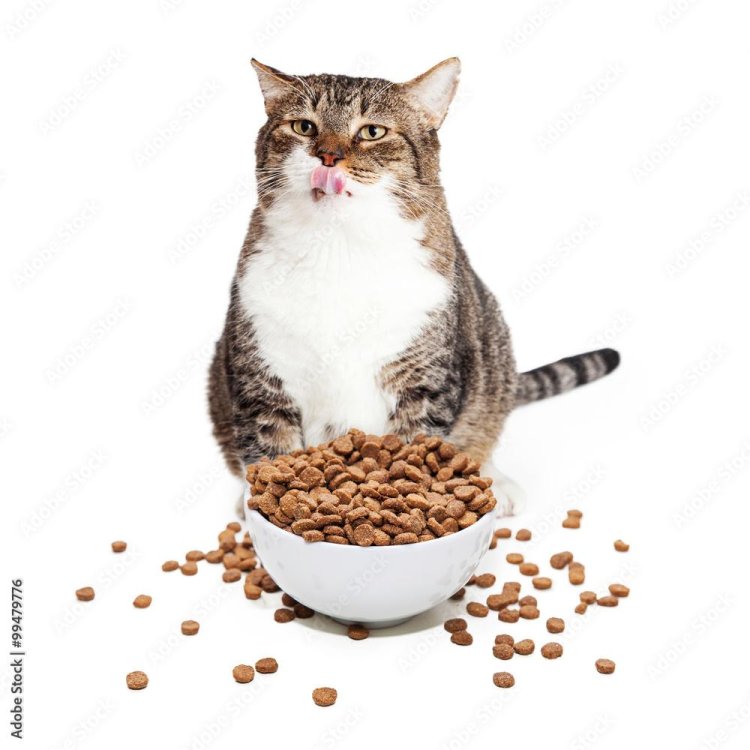 Cat food