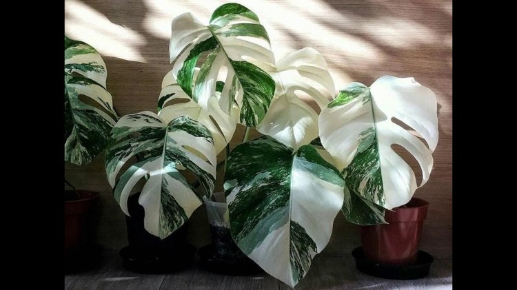 Monster Variegate Alba