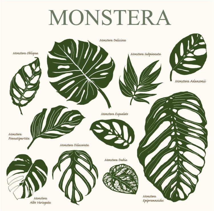 Monster Subpinnata