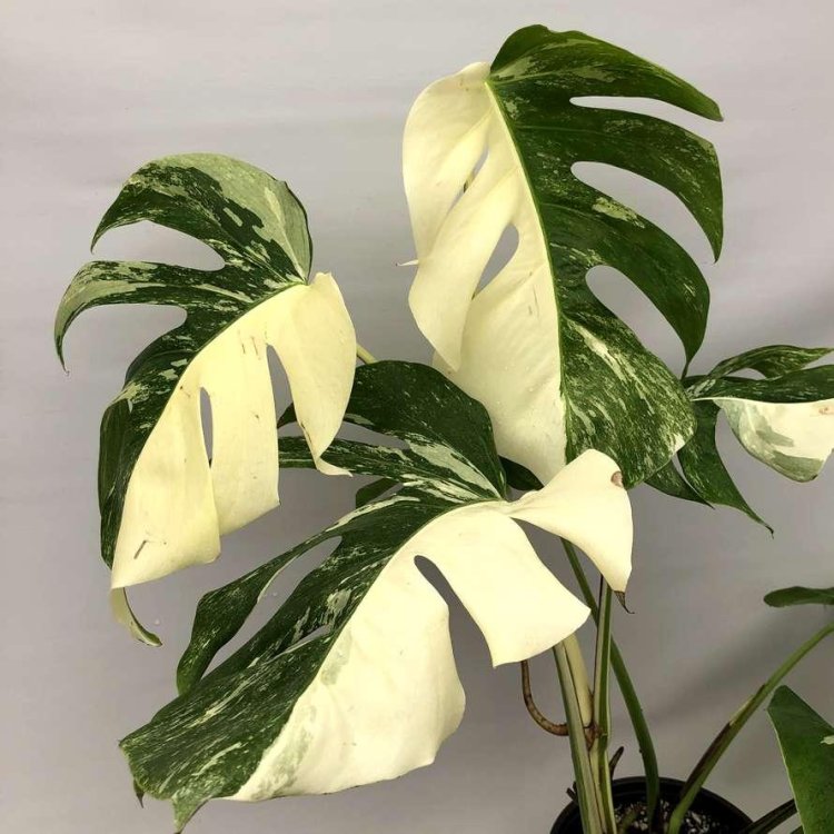 Monster Alba Variegata
