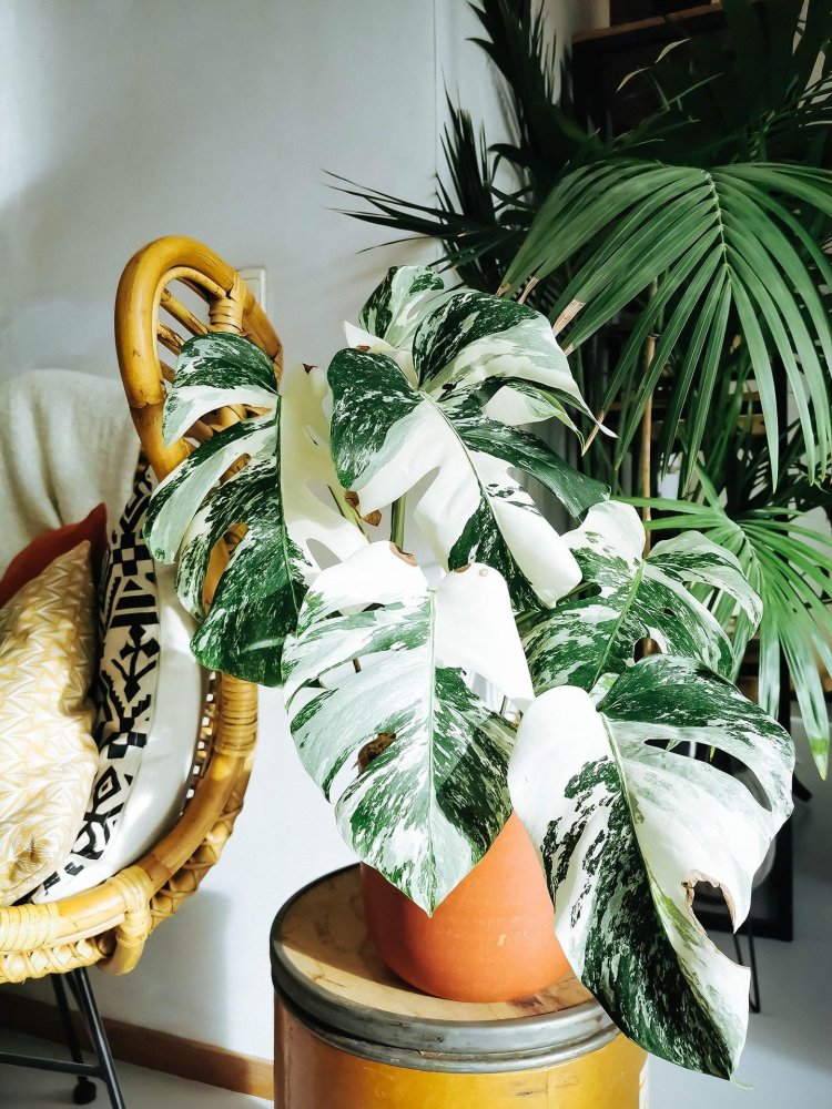 Monstera albo borsigiana