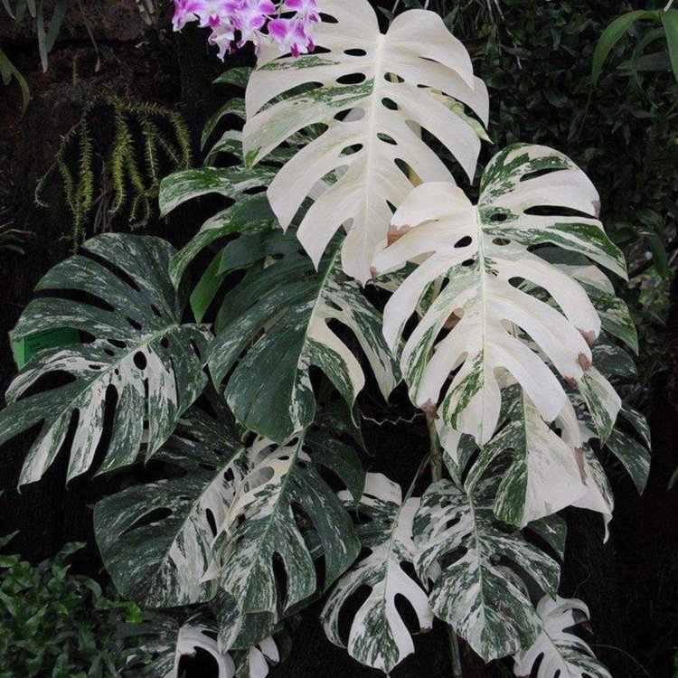 Monster Alba Variegata