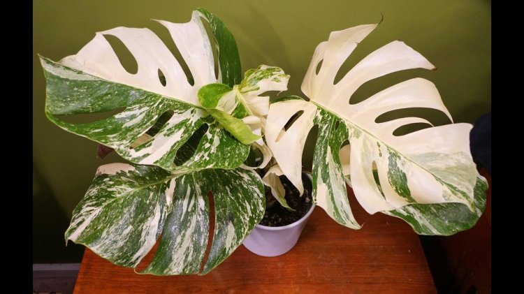 Monster Alba Deliones