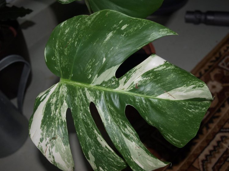 Monster delicious Variegat