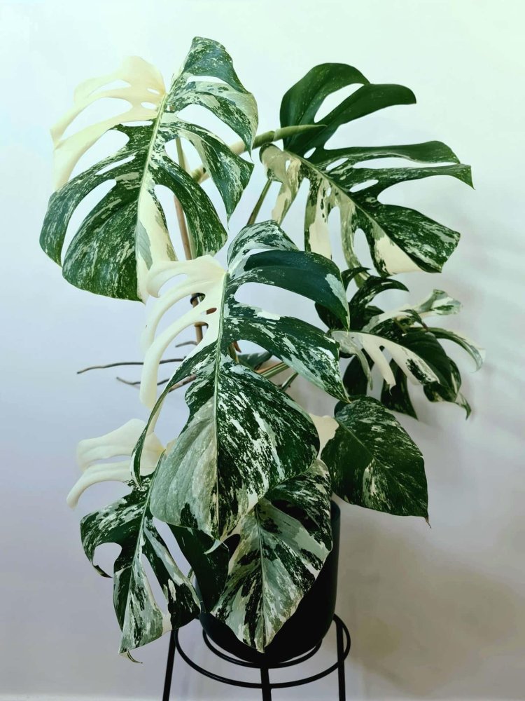Monster Alba Variegat