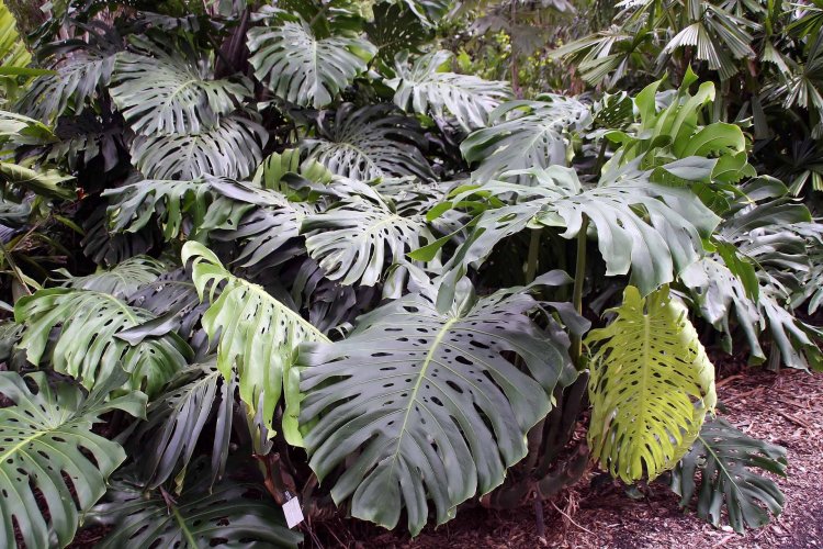 Monster Alba Delicity