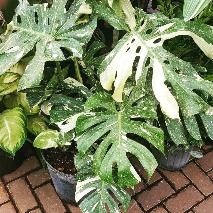 Monster Alba Delionis