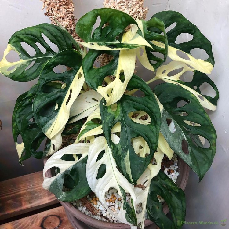 Monster Alba Variegat