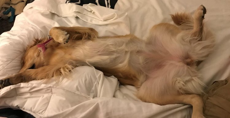 Golden Retriever Vagina