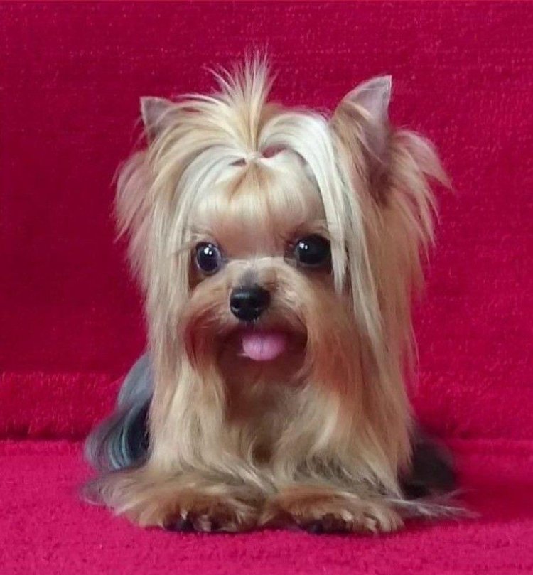 Yorkshire Terrier Minter