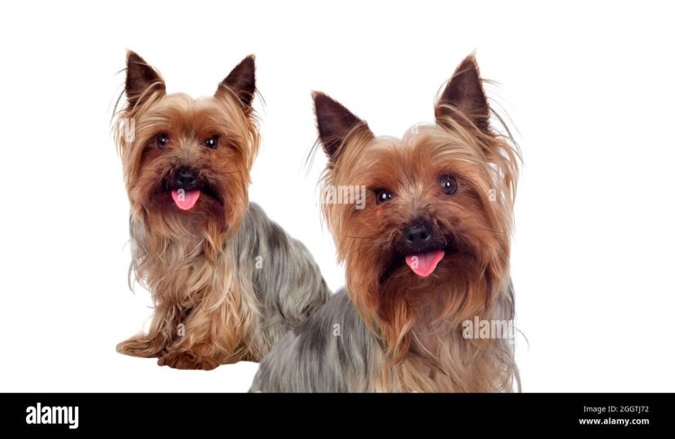 Yorkshire Terrier 3 kg