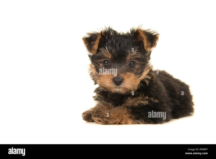 Yorkshire Terrier looks from top to bottom