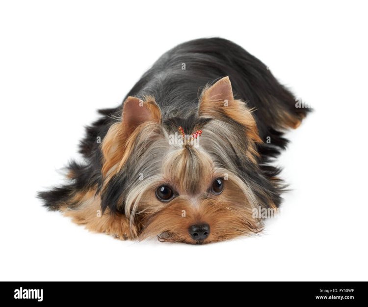 Yorkshire Terrier lies