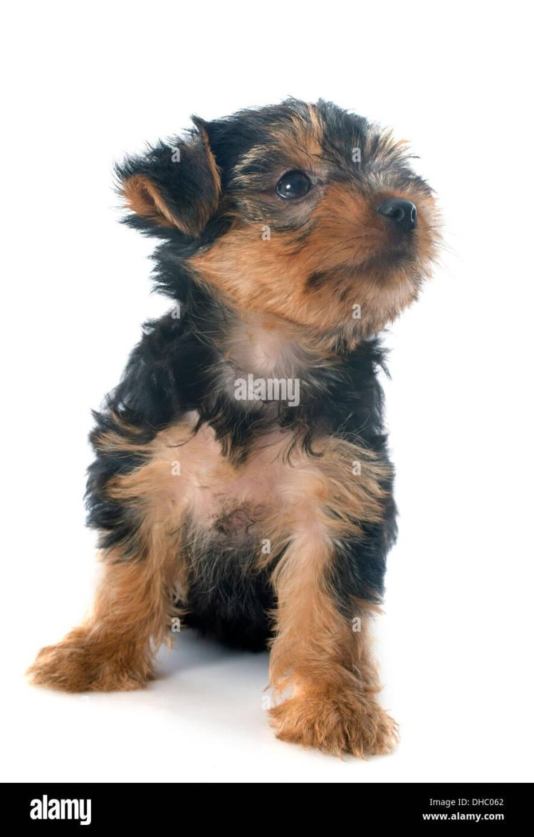 Pictures of the Yorkshire Terrier Puppy