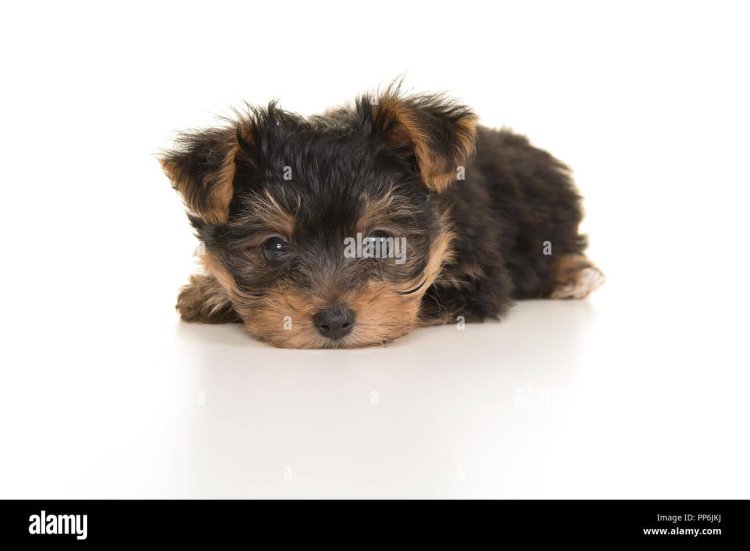 Yorkshire Terrier lying on top