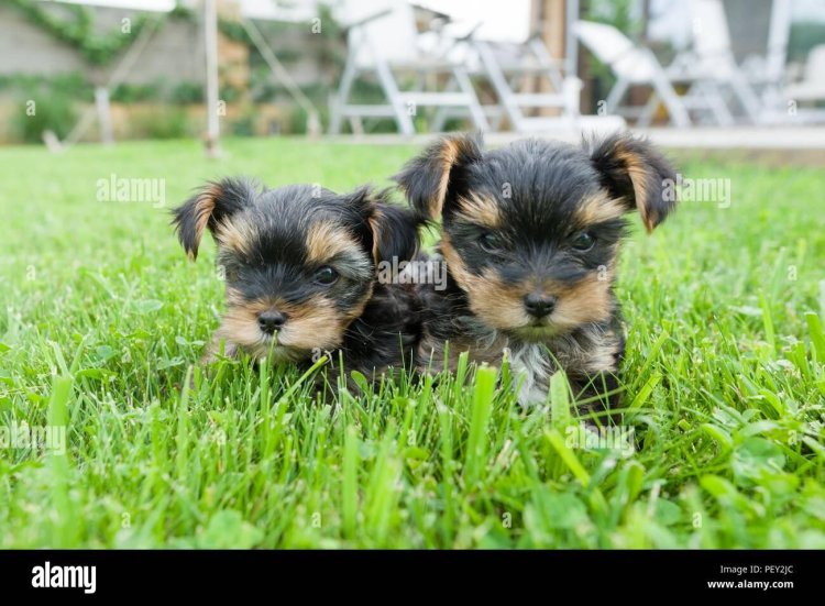 Yorkshire terrier on the grass