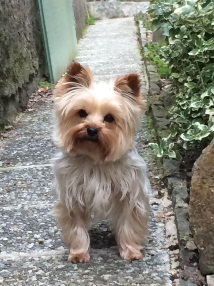 Yorkshire Terrier Maxi