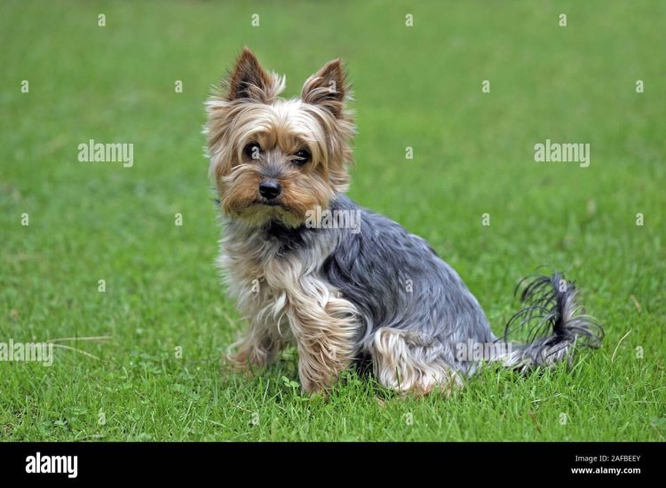 Yorkshire terrier