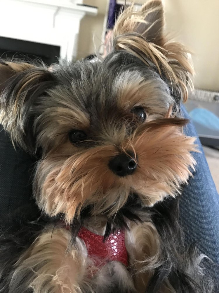 Yorkshire Terrier Big