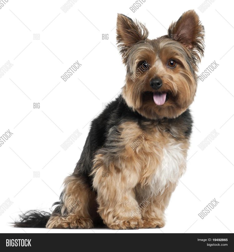 Yorkshire terrier on white background