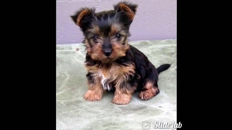 Australian Yorkshire Terrier