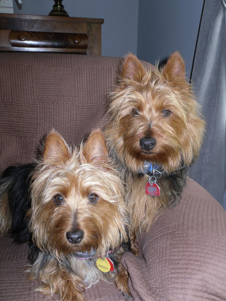 Hunting Yorkshire Terrier
