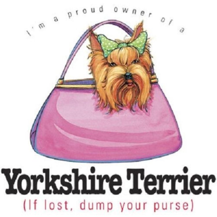 Yorkshire Terrier in Battle