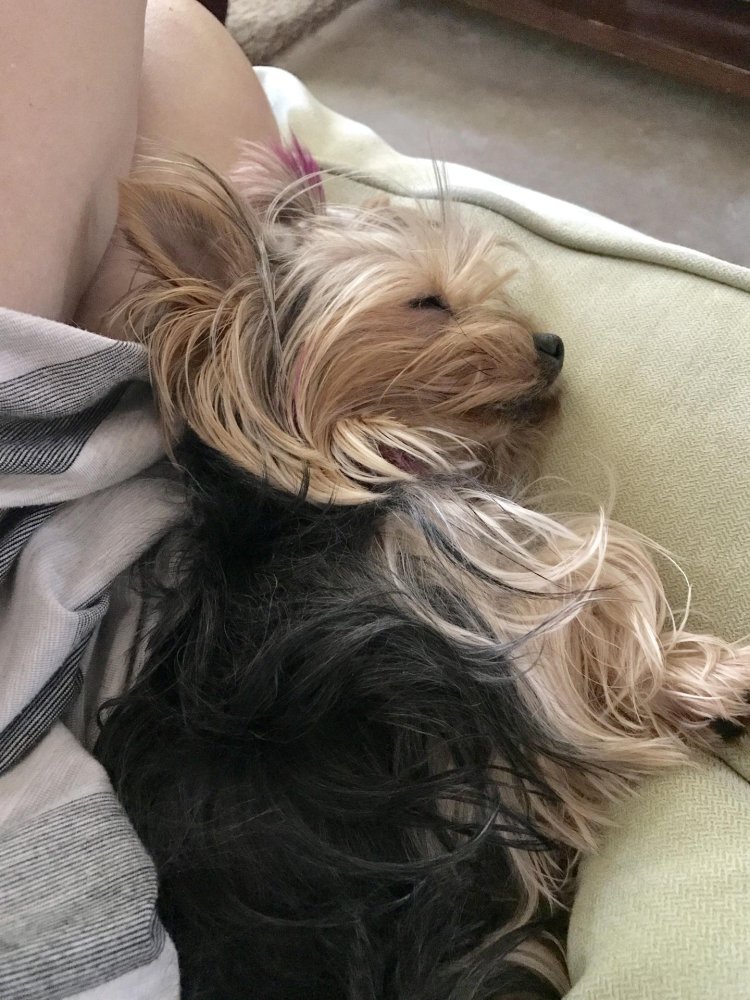 Yorkshire Terrier Sleeping