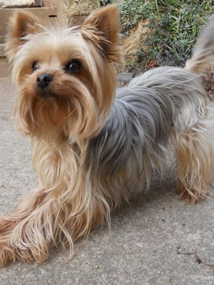 Yorkshire Terrier